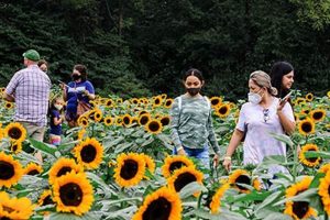 Discover the Cornucopia Farm: Sustainable Abundance | The Conscious Farmer | Sustainable Agriculture for a Healthier Planet