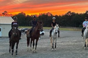 Discover Baymar Horse Farms: Premier Equine Farming | The Conscious Farmer | Sustainable Agriculture for a Healthier Planet