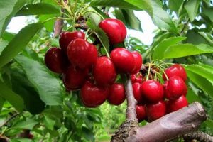 Find Local Cherry Picking Farms Near You: A Sweet Farming Guide | The Conscious Farmer | Sustainable Agriculture for a Healthier Planet