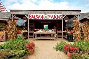 Discover Balsam Farm Amagansett: A Farming Gem! | The Conscious Farmer | Sustainable Agriculture for a Healthier Planet