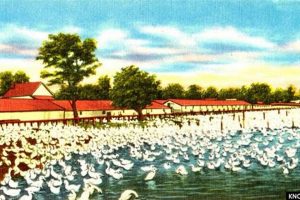 A Guide to Long Island Duck Farms: History & Farming Tips | The Conscious Farmer | Sustainable Agriculture for a Healthier Planet