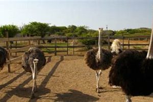 Curacao's Ostrich Farm: Tour, Eggs & More! | The Conscious Farmer | Sustainable Agriculture for a Healthier Planet