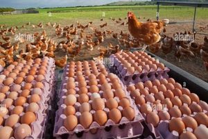 Farm Fresh Free Farm Eggs: Benefits & Buying Guide | The Conscious Farmer | Sustainable Agriculture for a Healthier Planet