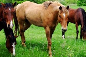 Guide: Horses on the Farm Life & Farming Tips | The Conscious Farmer | Sustainable Agriculture for a Healthier Planet