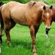 Guide: Horses on the Farm Life & Farming Tips | The Conscious Farmer | Sustainable Agriculture for a Healthier Planet
