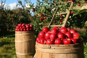 Profitable Apple Farming Tips: Orchard Guide | The Conscious Farmer | Sustainable Agriculture for a Healthier Planet