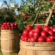 Profitable Apple Farming Tips: Orchard Guide | The Conscious Farmer | Sustainable Agriculture for a Healthier Planet