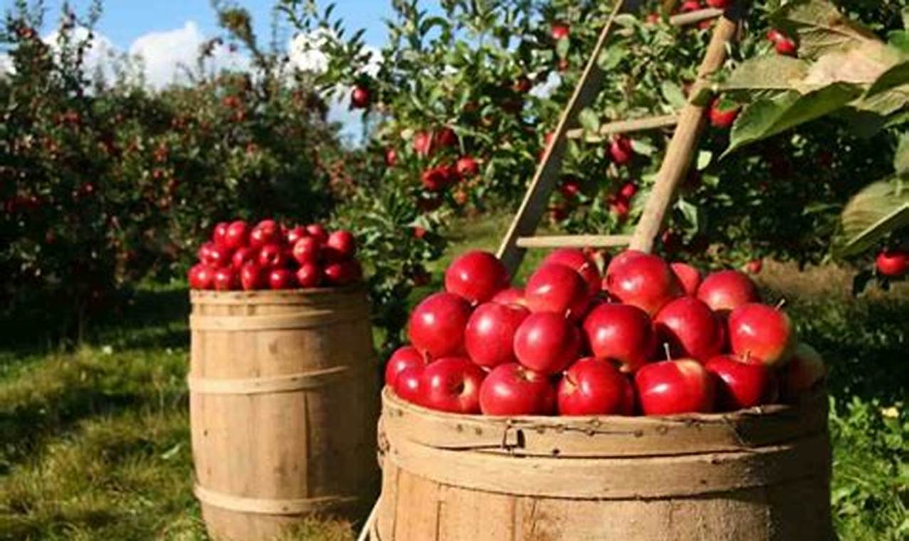 Profitable Apple Farming Tips: Orchard Guide | The Conscious Farmer | Sustainable Agriculture for a Healthier Planet
