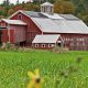 Visit Locust Grove Farm: A Farming Getaway! | The Conscious Farmer | Sustainable Agriculture for a Healthier Planet
