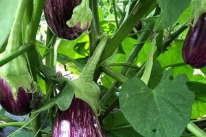 Growing Indigo Farms: History &amp; Future | The Conscious Farmer | Sustainable Agriculture for a Healthier Planet