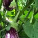 Growing Indigo Farms: History &amp; Future | The Conscious Farmer | Sustainable Agriculture for a Healthier Planet