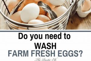 Farm Fresh Eggs: How to Wash, Store & Keep 'Em Fresh The Conscious Farmer | Sustainable Agriculture for a Healthier Planet Farm Fresh Eggs: How to Wash, Store & Keep 'Em Fresh | The Conscious Farmer | Sustainable Agriculture for a Healthier Planet