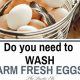 Farm Fresh Eggs: How to Wash, Store & Keep 'Em Fresh | The Conscious Farmer | Sustainable Agriculture for a Healthier Planet