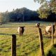 Discover Aldermere Farm: A Legacy of Farming | The Conscious Farmer | Sustainable Agriculture for a Healthier Planet