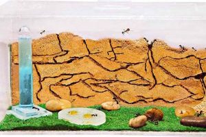 Best Ants For Your Queen Ant Farm: A Complete Guide The Conscious Farmer | Sustainable Agriculture for a Healthier Planet Best Ants For Your Queen Ant Farm: A Complete Guide | The Conscious Farmer | Sustainable Agriculture for a Healthier Planet