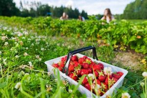 Best Strawberry Picking Farms Near Me: A Berry Fun Outing! The Conscious Farmer | Sustainable Agriculture for a Healthier Planet Best Strawberry Picking Farms Near Me: A Berry Fun Outing! | The Conscious Farmer | Sustainable Agriculture for a Healthier Planet