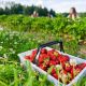 Best Strawberry Picking Farms Near Me: A Berry Fun Outing! | The Conscious Farmer | Sustainable Agriculture for a Healthier Planet