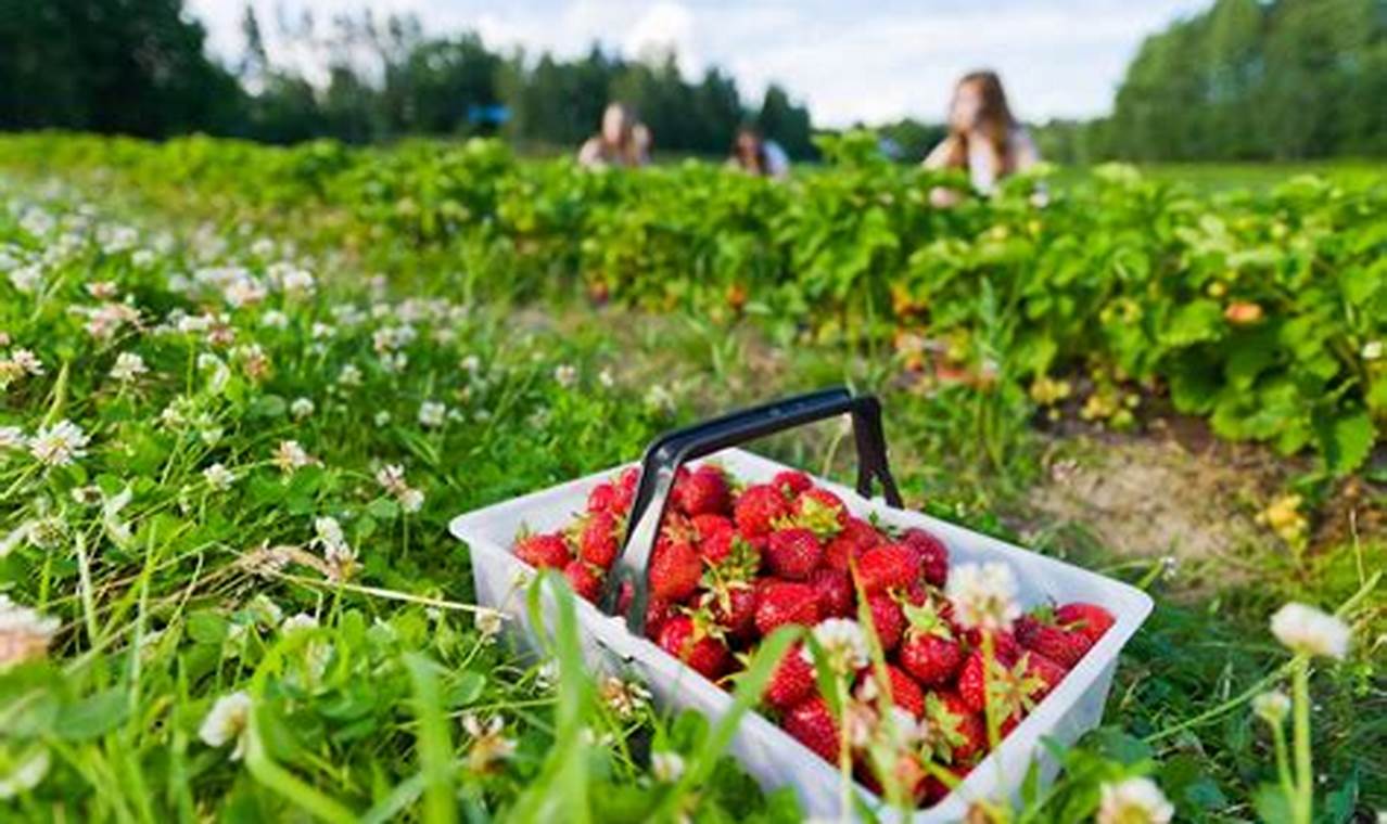 Best Strawberry Picking Farms Near Me: A Berry Fun Outing! The Conscious Farmer | Sustainable Agriculture for a Healthier Planet Best Strawberry Picking Farms Near Me: A Berry Fun Outing! | The Conscious Farmer | Sustainable Agriculture for a Healthier Planet