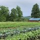 Discover: Seven Oaks Farm - Sustainable Farming | The Conscious Farmer | Sustainable Agriculture for a Healthier Planet