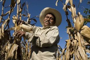 Empowering the Mexican Farmer: Challenges & Growth | The Conscious Farmer | Sustainable Agriculture for a Healthier Planet