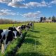 Visit Coopers Farm Leicester MA: Fresh &amp; Local! | The Conscious Farmer | Sustainable Agriculture for a Healthier Planet