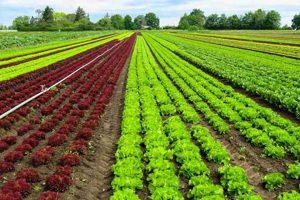 Sustainable Eco Farming: Practices for a Greener Harvest | The Conscious Farmer | Sustainable Agriculture for a Healthier Planet