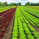 Sustainable Eco Farming: Practices for a Greener Harvest | The Conscious Farmer | Sustainable Agriculture for a Healthier Planet