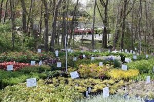 Discover Hardscrabble Farms Nursery: Your Local Plant Source The Conscious Farmer | Sustainable Agriculture for a Healthier Planet Discover Hardscrabble Farms Nursery: Your Local Plant Source | The Conscious Farmer | Sustainable Agriculture for a Healthier Planet