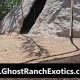 Explore Ghost Ranch Exotics: Your Funny Foot Farm Guide | The Conscious Farmer | Sustainable Agriculture for a Healthier Planet