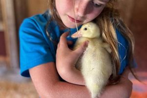 Stop a Hungry Duck Farm: Tips & Management The Conscious Farmer | Sustainable Agriculture for a Healthier Planet Stop a Hungry Duck Farm: Tips & Management | The Conscious Farmer | Sustainable Agriculture for a Healthier Planet