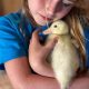 Stop a Hungry Duck Farm: Tips &amp; Management | The Conscious Farmer | Sustainable Agriculture for a Healthier Planet