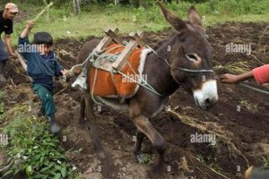 Why Farming with Donkeys is Smart: A Farmer's Guide | The Conscious Farmer | Sustainable Agriculture for a Healthier Planet
