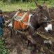Why Farming with Donkeys is Smart: A Farmer's Guide | The Conscious Farmer | Sustainable Agriculture for a Healthier Planet