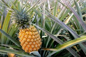 Tropical Pineapple Farms: Growing Success & Tips The Conscious Farmer | Sustainable Agriculture for a Healthier Planet Tropical Pineapple Farms: Growing Success & Tips | The Conscious Farmer | Sustainable Agriculture for a Healthier Planet