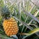 Tropical Pineapple Farms: Growing Success &amp; Tips | The Conscious Farmer | Sustainable Agriculture for a Healthier Planet