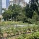 Urban Farming: The Battery Urban Farm Guide &amp; More | The Conscious Farmer | Sustainable Agriculture for a Healthier Planet