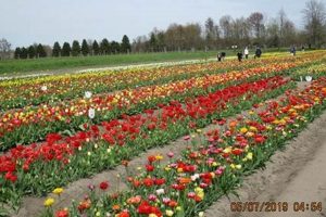 Visit Veldheer Tulip Farm: [Location] Blooms & Dutch Charm | The Conscious Farmer | Sustainable Agriculture for a Healthier Planet