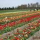 Visit Veldheer Tulip Farm: [Location] Blooms & Dutch Charm | The Conscious Farmer | Sustainable Agriculture for a Healthier Planet