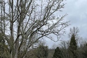 Discover Gossler Farms: Rare Plants & More! The Conscious Farmer | Sustainable Agriculture for a Healthier Planet Discover Gossler Farms: Rare Plants & More! | The Conscious Farmer | Sustainable Agriculture for a Healthier Planet