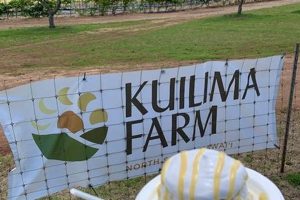 Visit Kuilima Farm Stand: Fresh, Local & More! The Conscious Farmer | Sustainable Agriculture for a Healthier Planet Visit Kuilima Farm Stand: Fresh, Local & More! | The Conscious Farmer | Sustainable Agriculture for a Healthier Planet