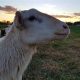 Your Dream Dogwood Farm: Growth & Harvest Guide | The Conscious Farmer | Sustainable Agriculture for a Healthier Planet