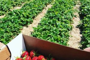 Grow Fresh: White Pine Berry Farm's Best Harvest The Conscious Farmer | Sustainable Agriculture for a Healthier Planet Grow Fresh: White Pine Berry Farm's Best Harvest | The Conscious Farmer | Sustainable Agriculture for a Healthier Planet