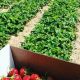 Grow Fresh: White Pine Berry Farm's Best Harvest | The Conscious Farmer | Sustainable Agriculture for a Healthier Planet