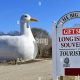 Long Island Duck Farm Guide: Cultivating Excellence! | The Conscious Farmer | Sustainable Agriculture for a Healthier Planet