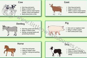 Discover Farm Animal Facts: Breeds, Care & More! | The Conscious Farmer | Sustainable Agriculture for a Healthier Planet