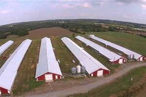 Alabama Poultry Farms for Sale: Your Farm Dream Awaits! | The Conscious Farmer | Sustainable Agriculture for a Healthier Planet