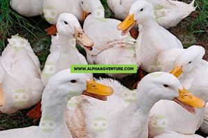Discover Pekin Farms for Sale: Your Rural Dream Awaits! | The Conscious Farmer | Sustainable Agriculture for a Healthier Planet