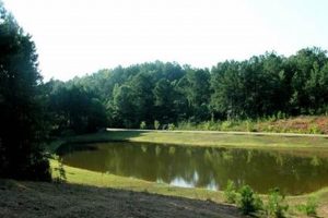 Discover Alabama Farm Land for Sale: Your Dream Acreage | The Conscious Farmer | Sustainable Agriculture for a Healthier Planet