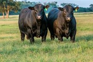 Top 44 Farms Bull Sale: Genetics on Offer! | The Conscious Farmer | Sustainable Agriculture for a Healthier Planet