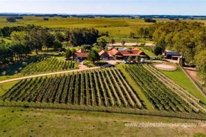 Discover Uruguay Farms for Sale - Your Ag Investment! | The Conscious Farmer | Sustainable Agriculture for a Healthier Planet